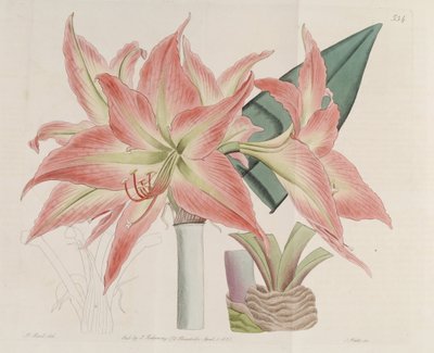 Hippeastrum striatum - Botanical Register